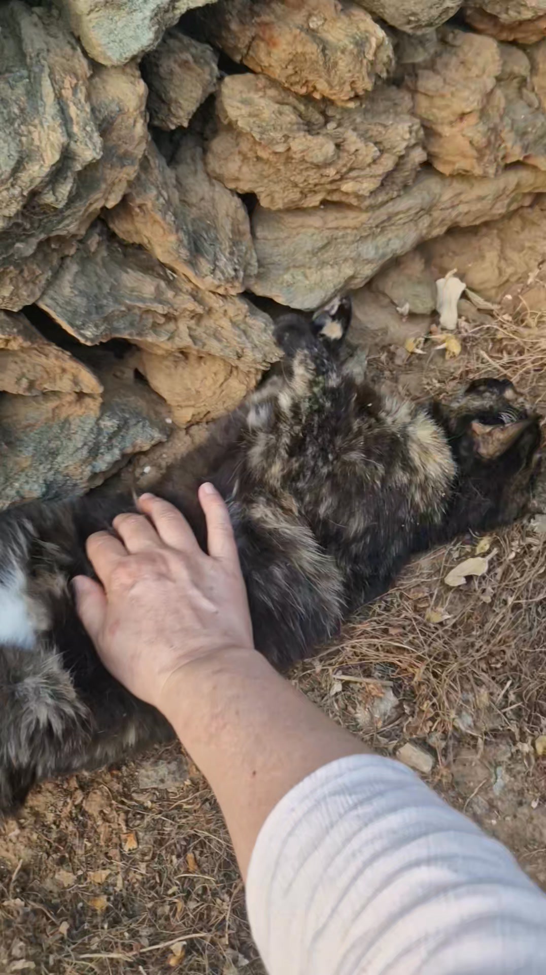 Cat HomeCare