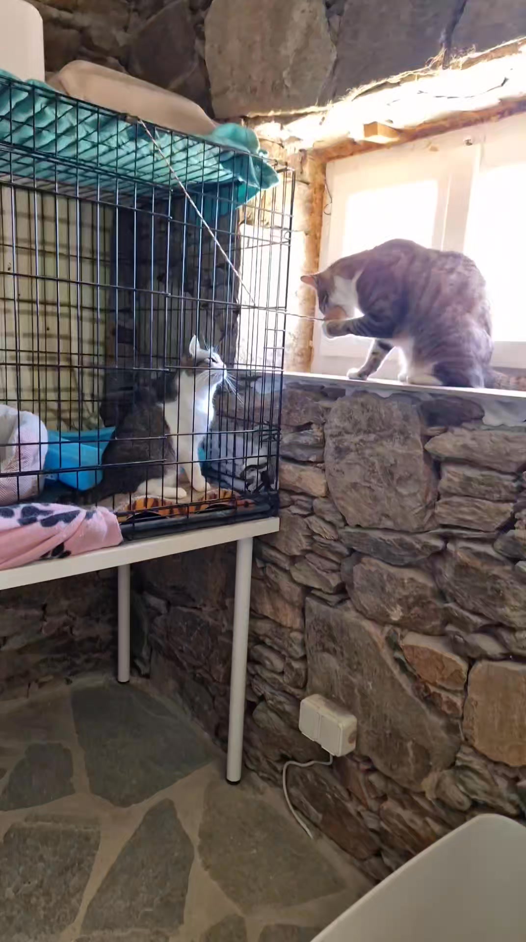 Cat HomeCare
