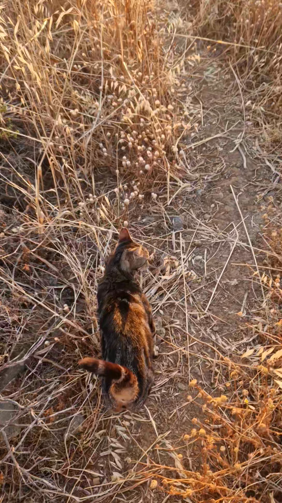 Cat HomeCare