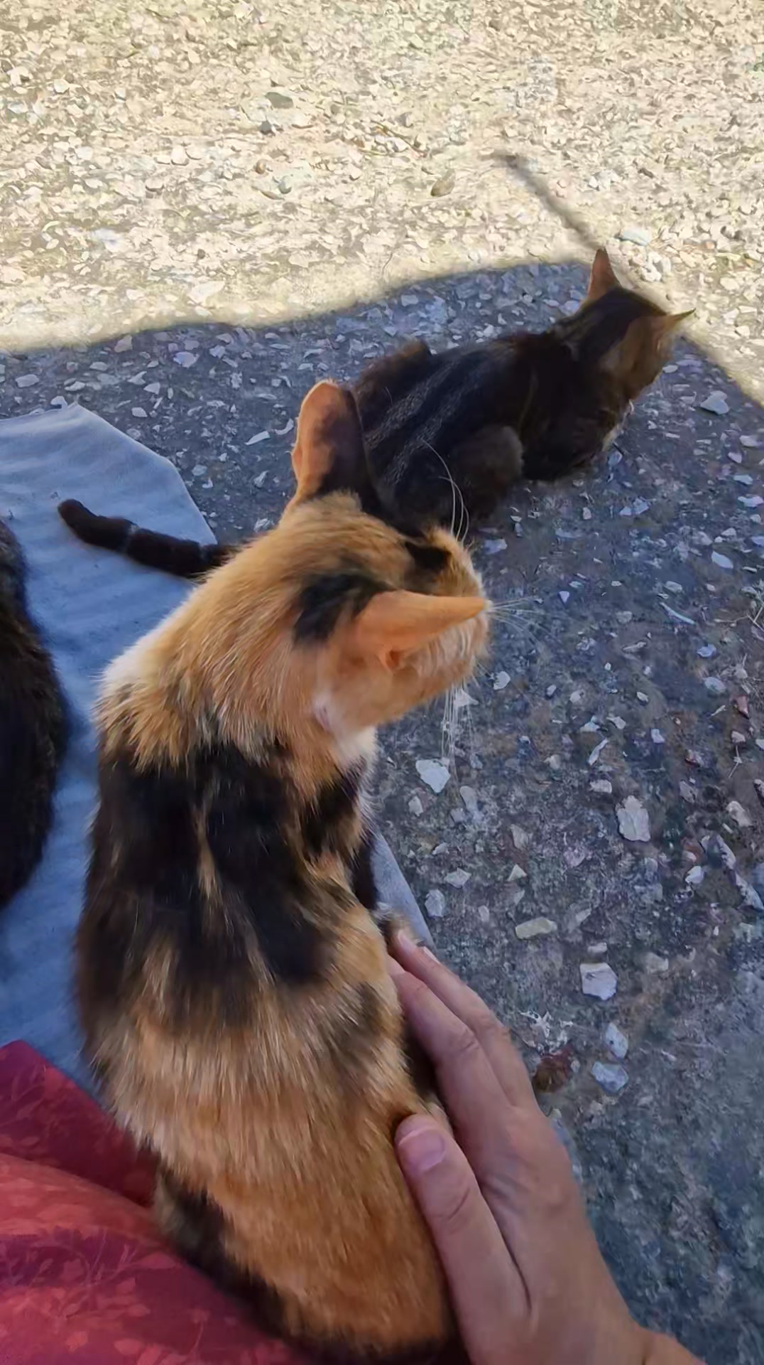 Cat HomeCare