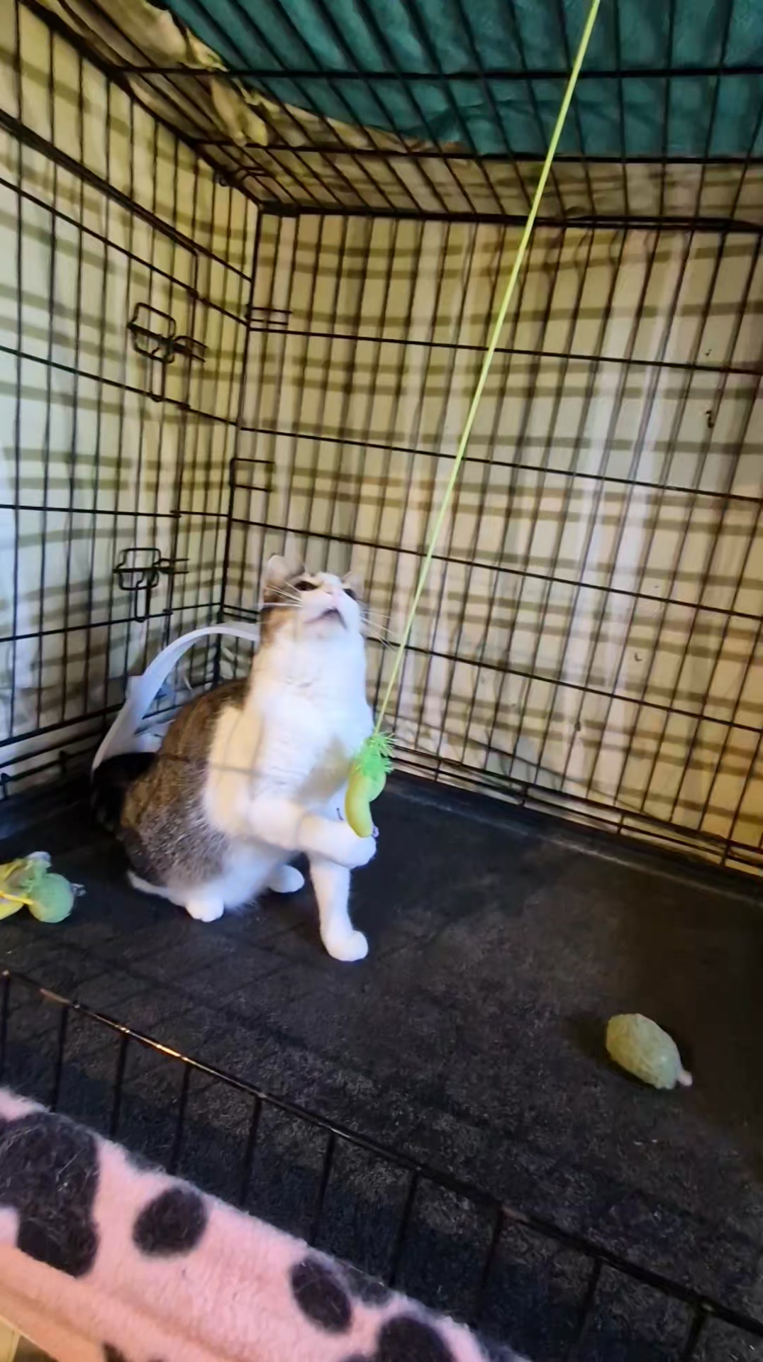 Cat HomeCare