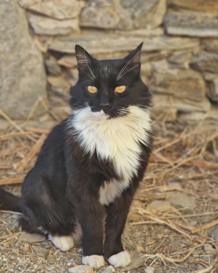 Cat HomeCare