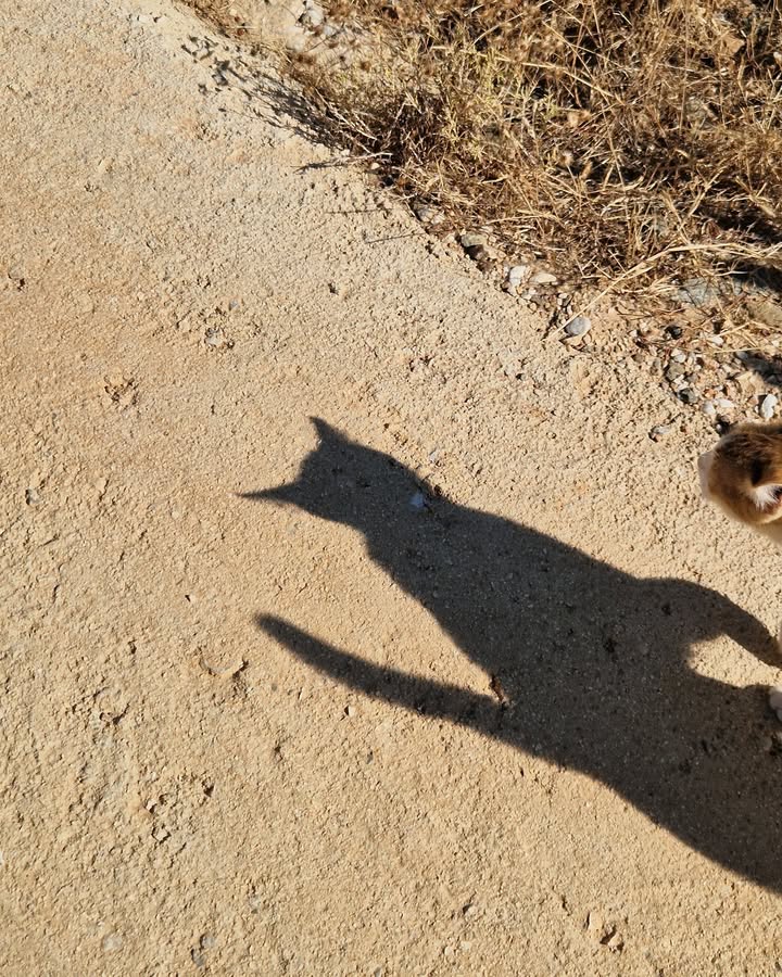 Cat HomeCare
