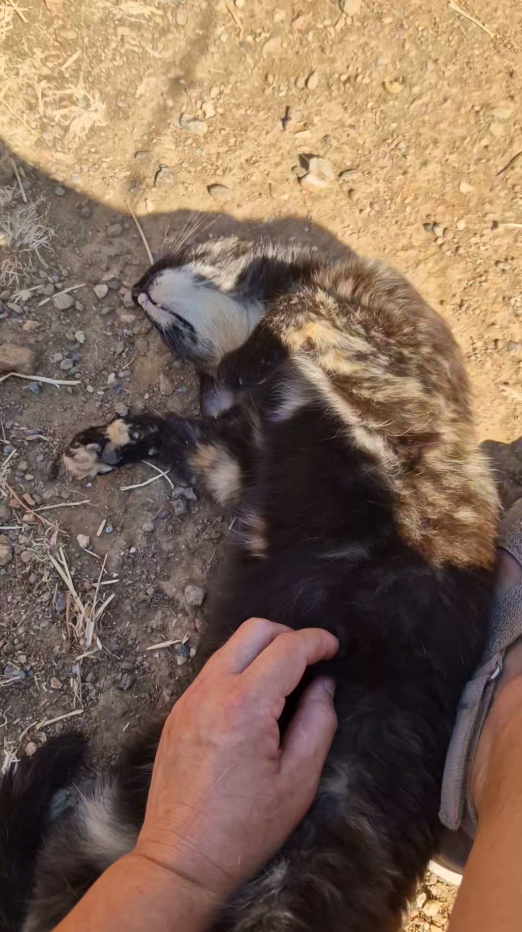 Cat HomeCare