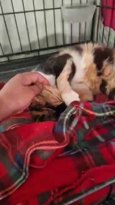 Cat HomeCare