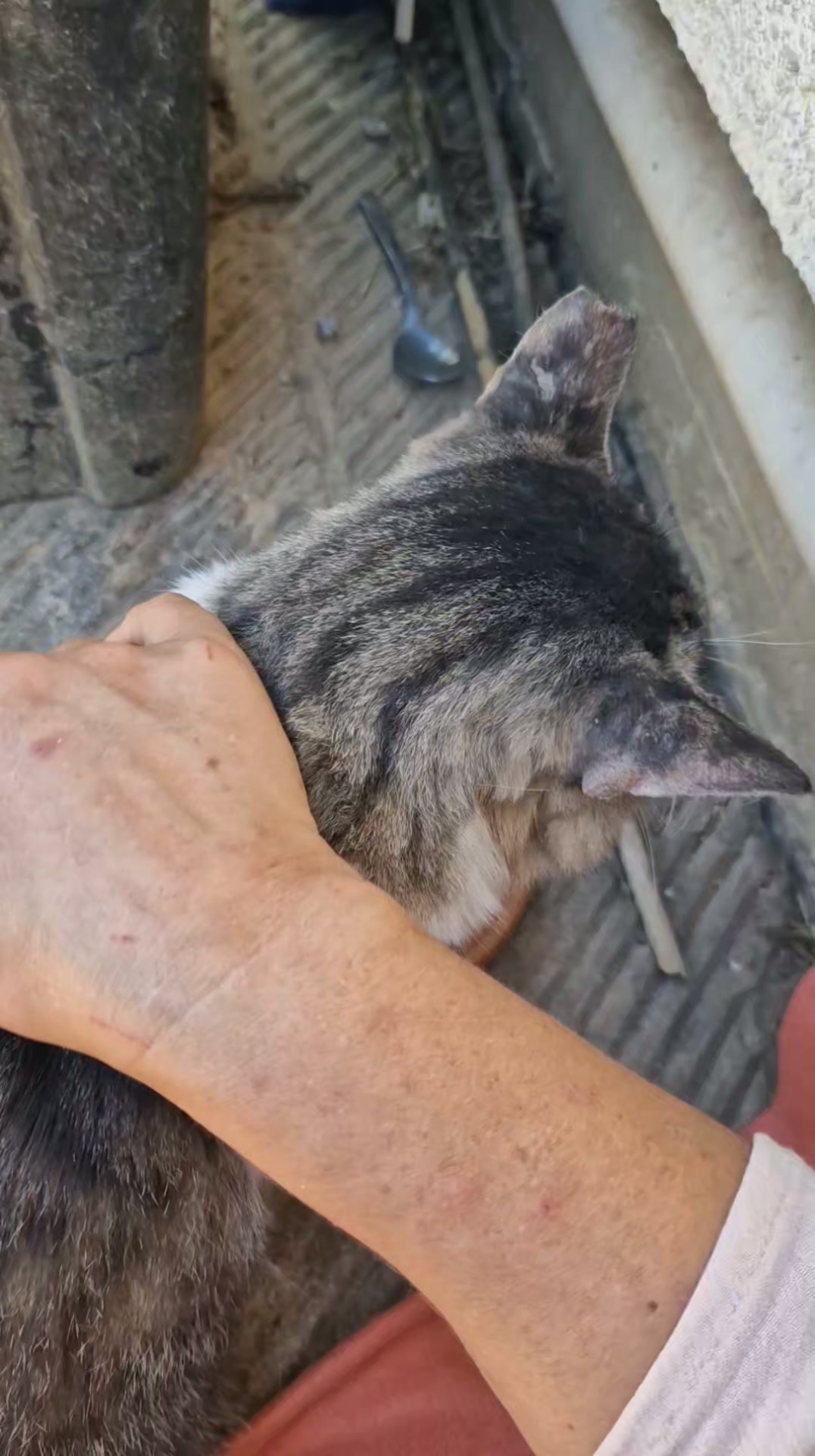 Cat HomeCare
