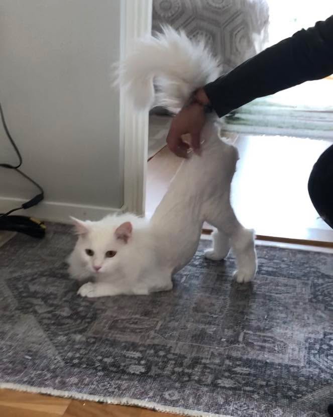 Cat HomeCare