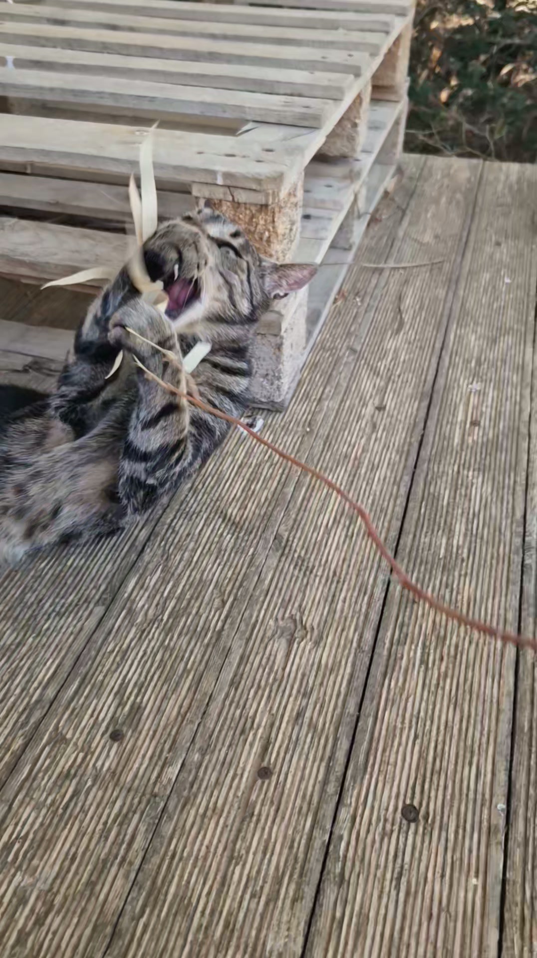 Cat HomeCare
