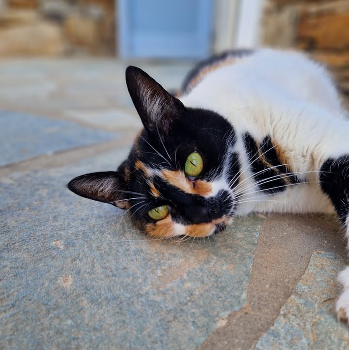 Cat HomeCare
