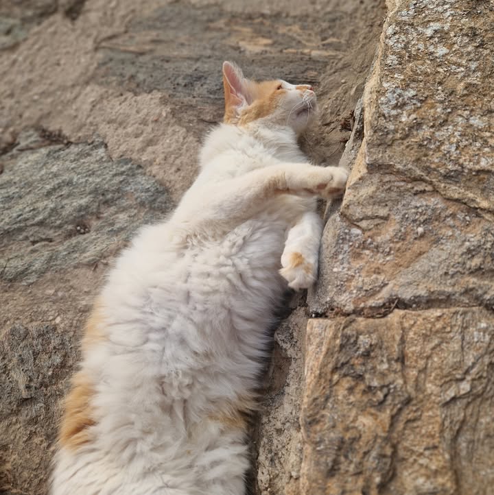 Cat HomeCare