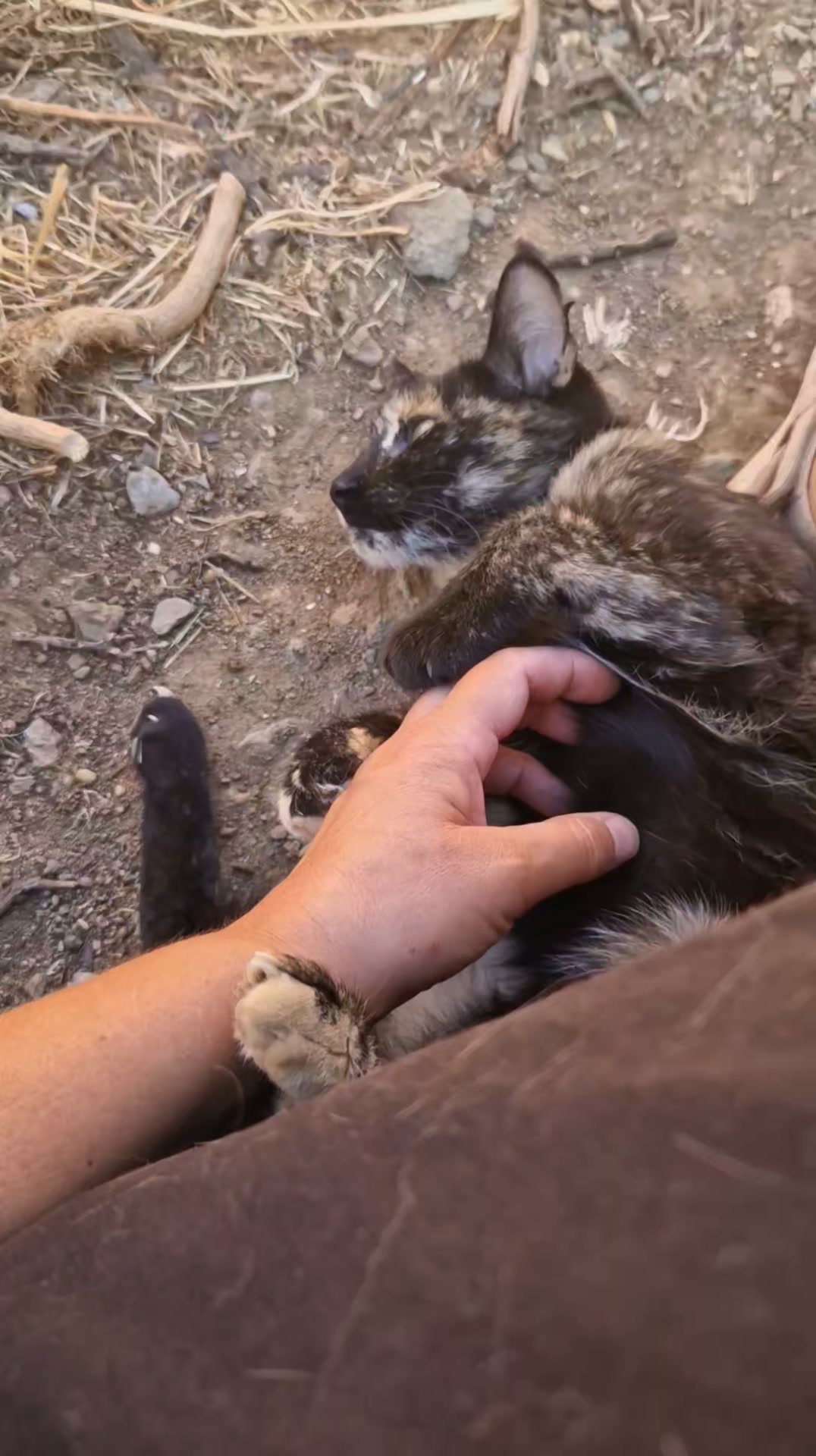 Cat HomeCare