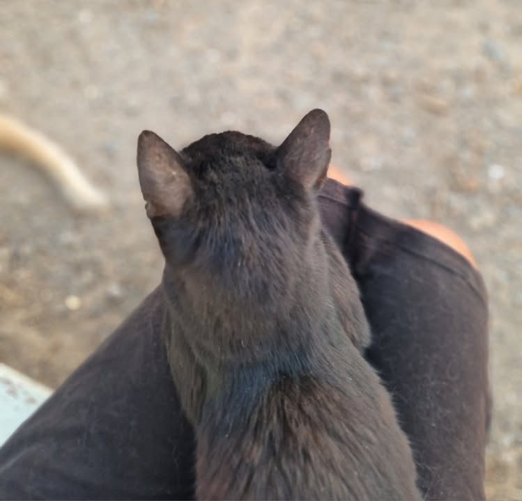 Cat HomeCare