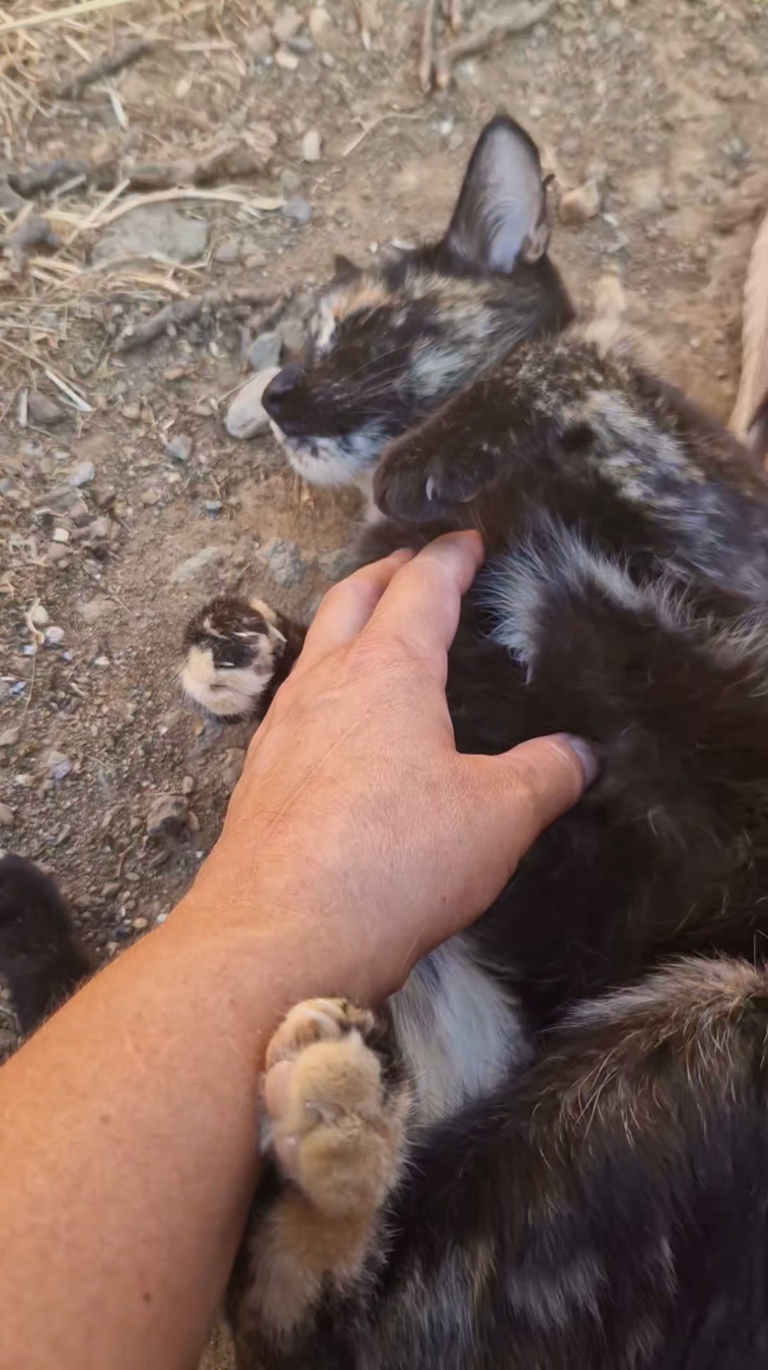 Cat HomeCare