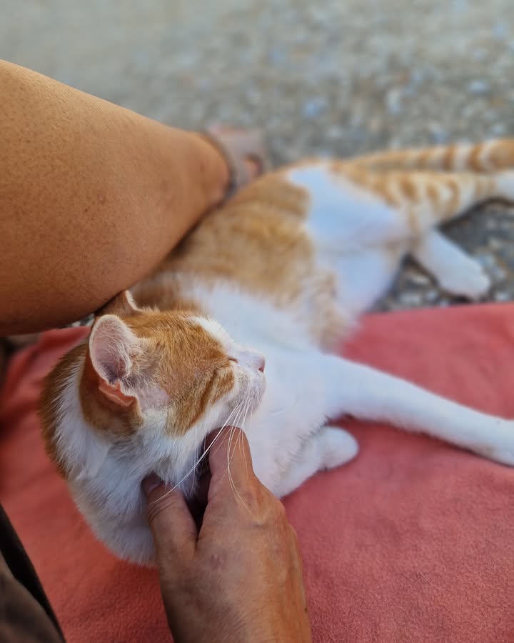 Cat HomeCare