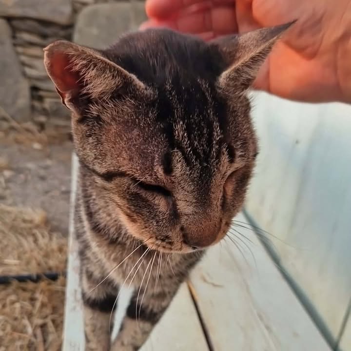Cat HomeCare