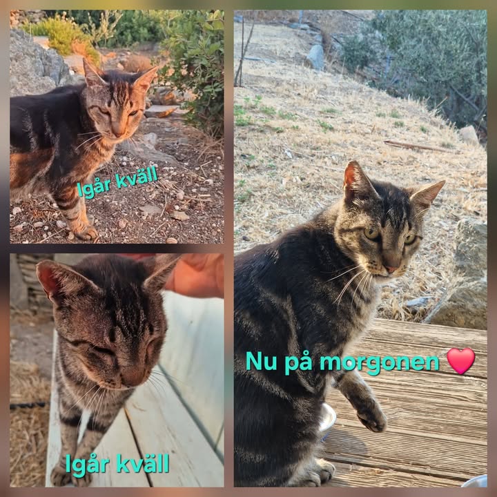 Cat HomeCare