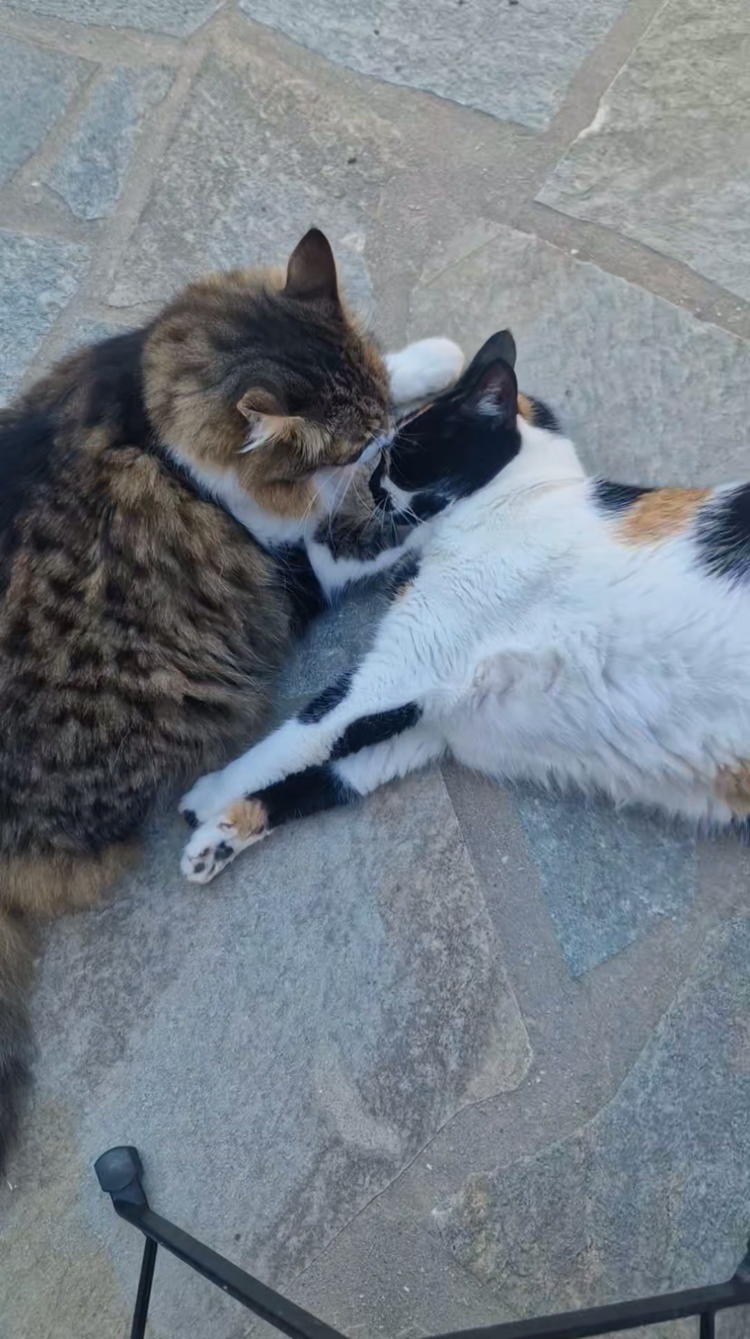 Cat HomeCare