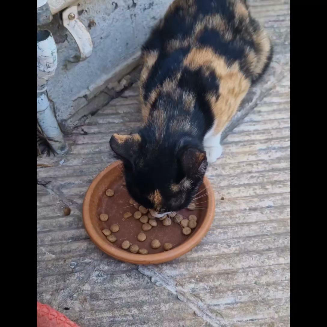 Cat HomeCare
