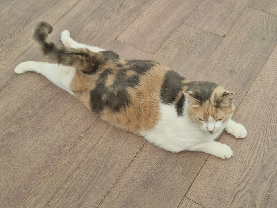 Cat HomeCare