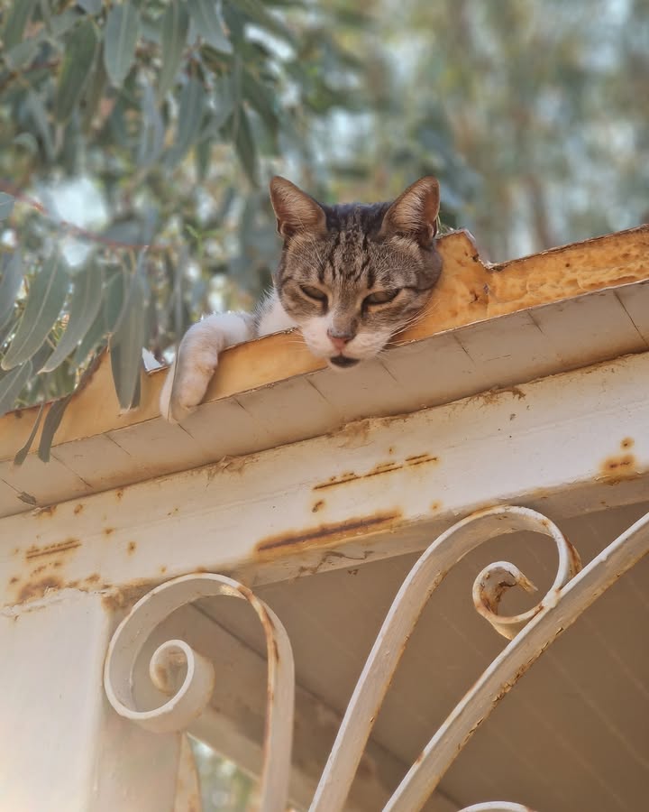 Cat HomeCare