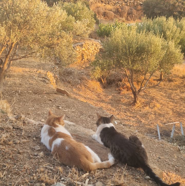 Cat HomeCare