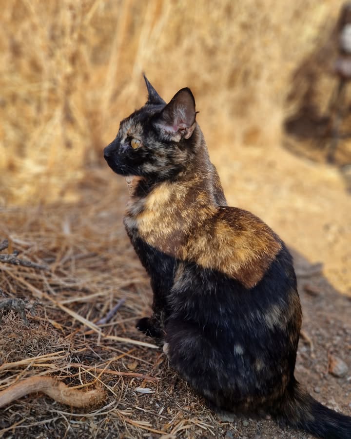 Cat HomeCare