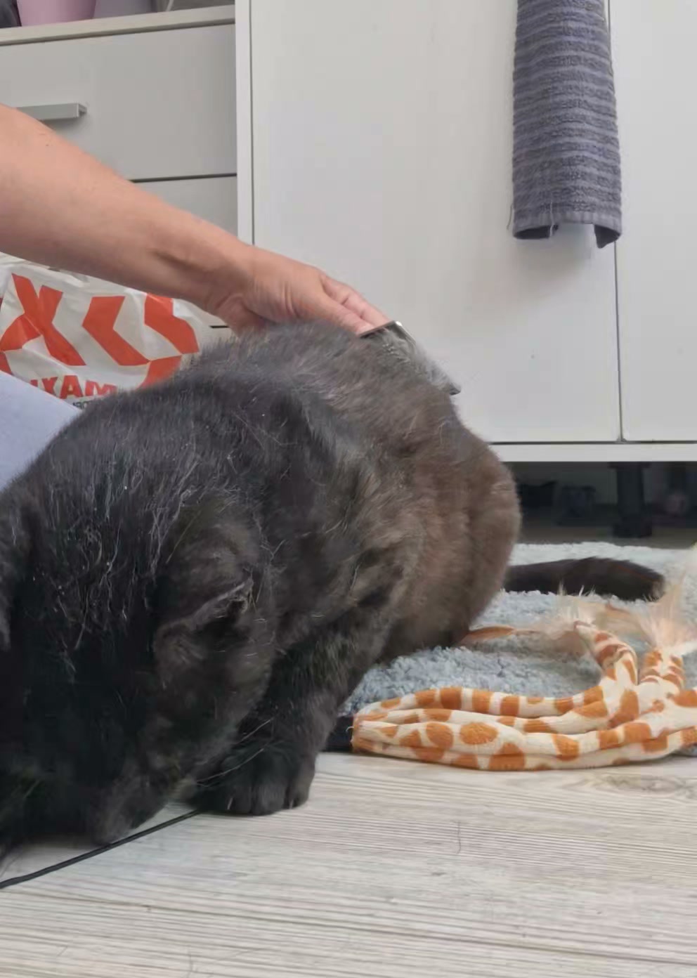 Cat HomeCare