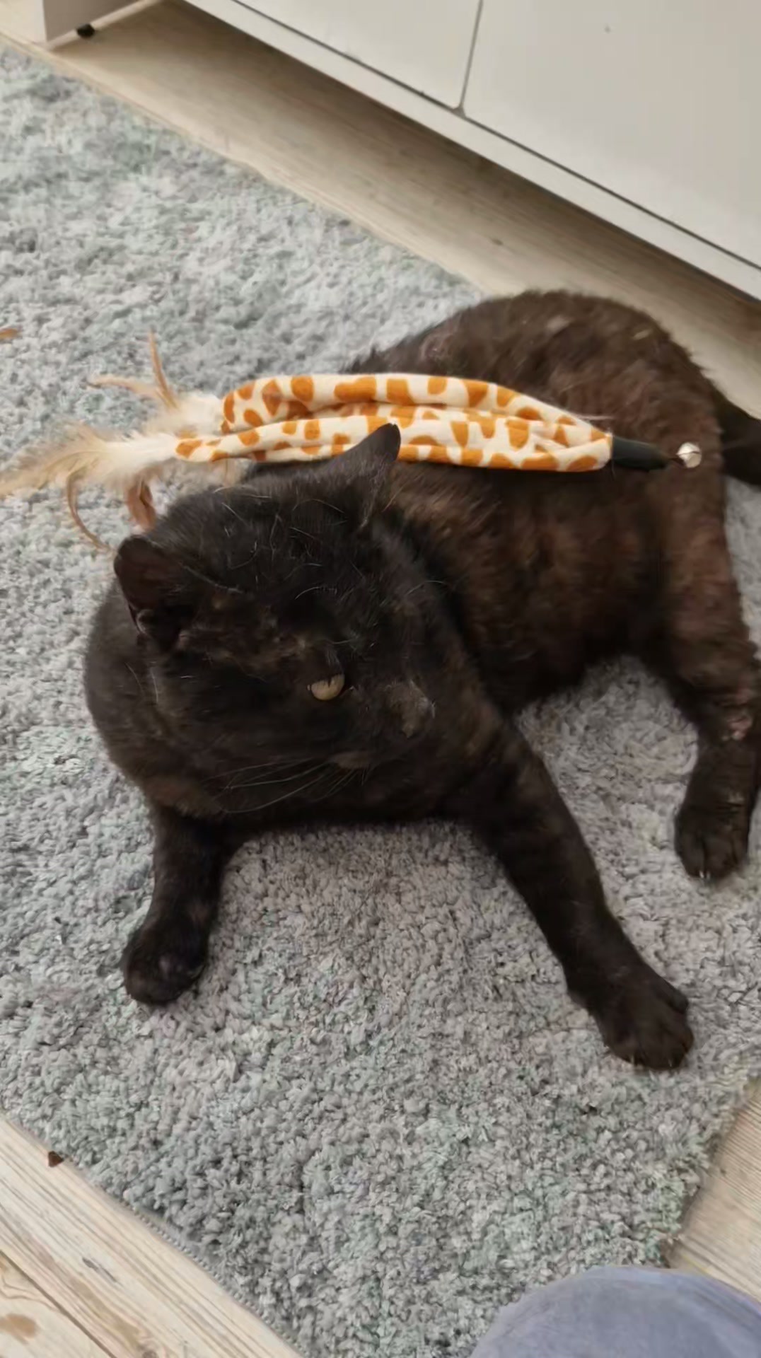 Cat HomeCare