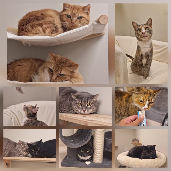 Cat HomeCare