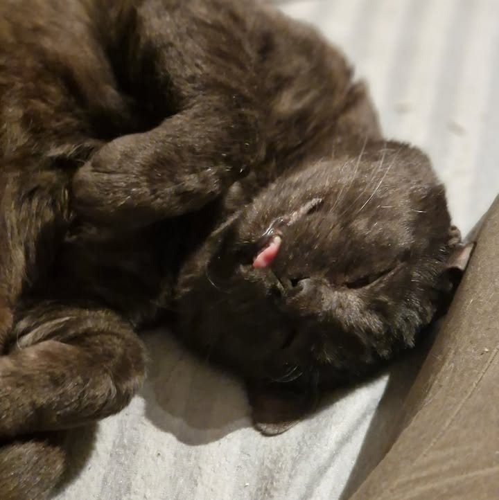 Cat HomeCare
