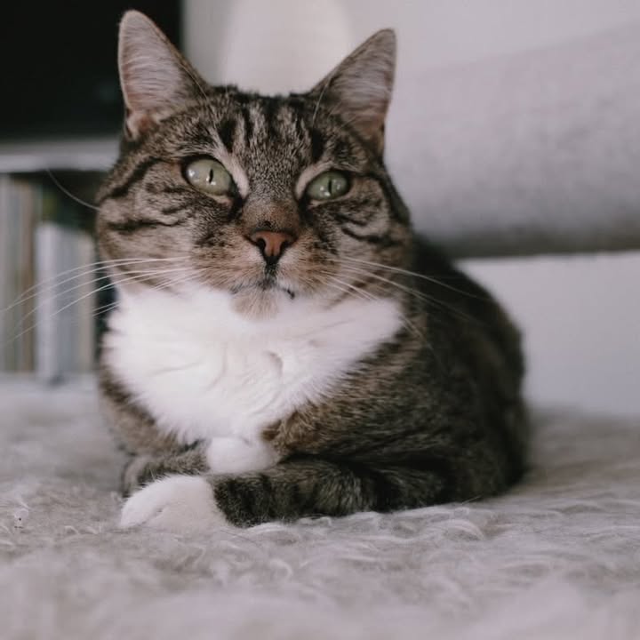 Cat HomeCare