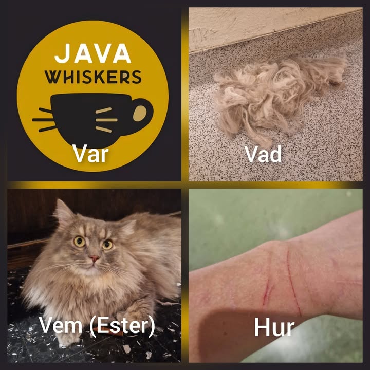 Cat HomeCare