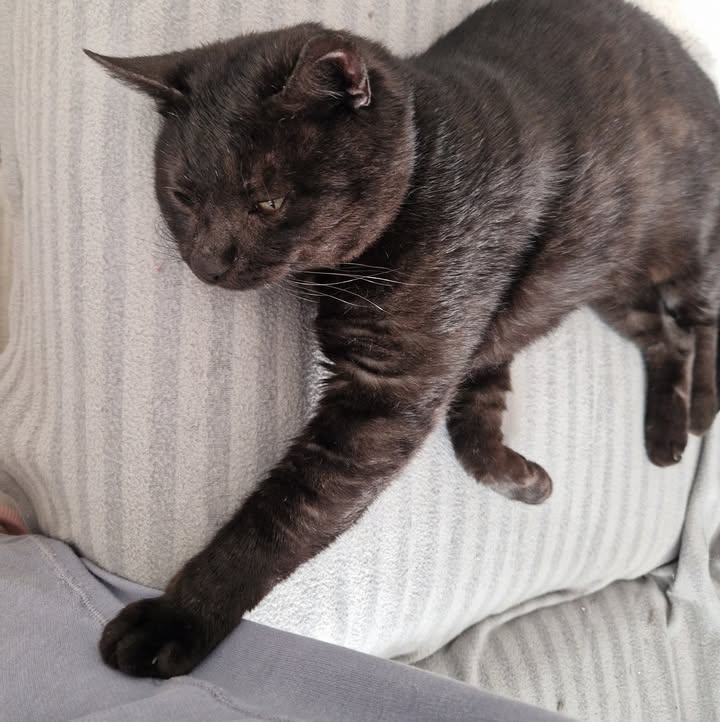 Cat HomeCare