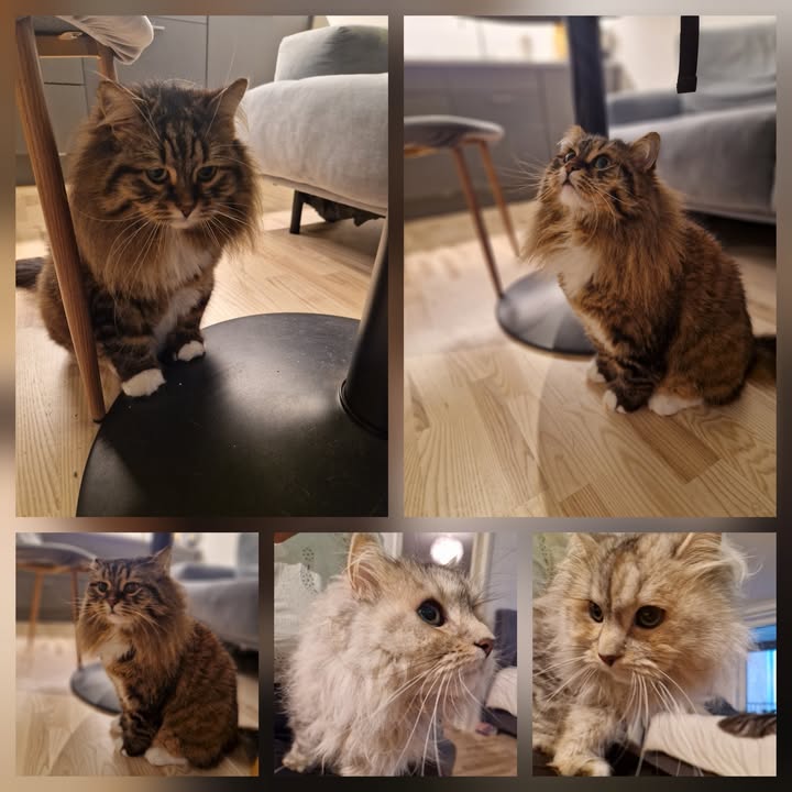 Cat HomeCare