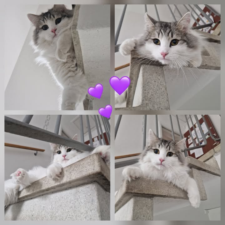Cat HomeCare