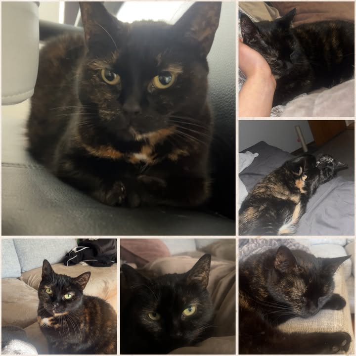 Cat HomeCare