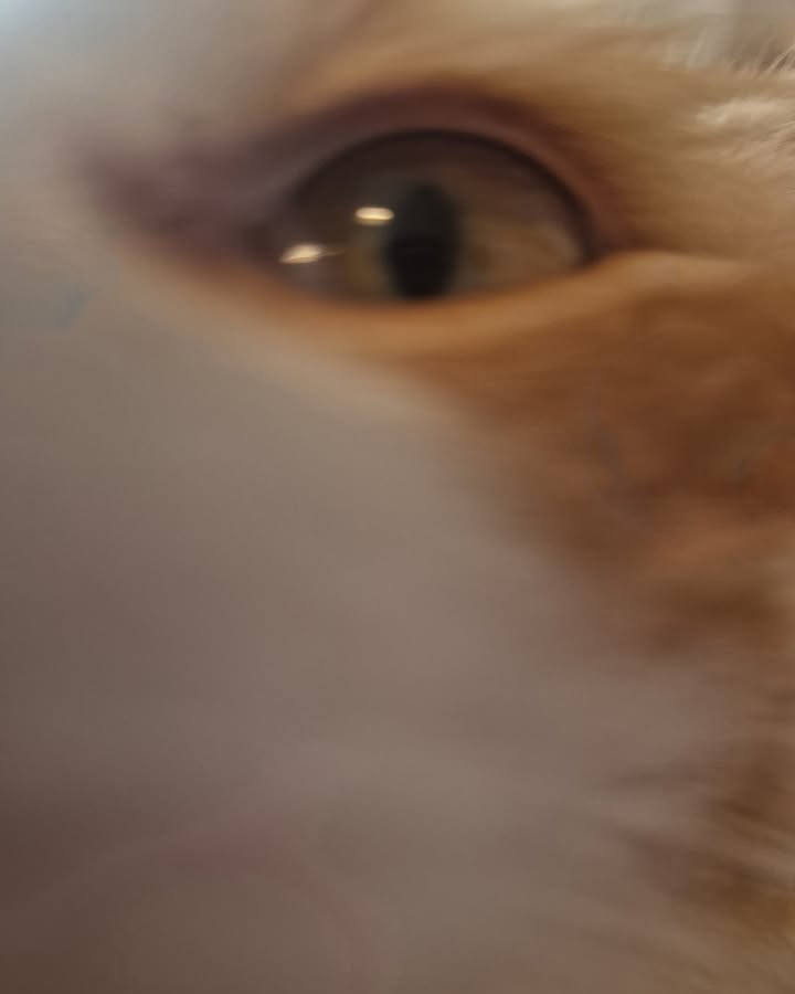 Cat HomeCare