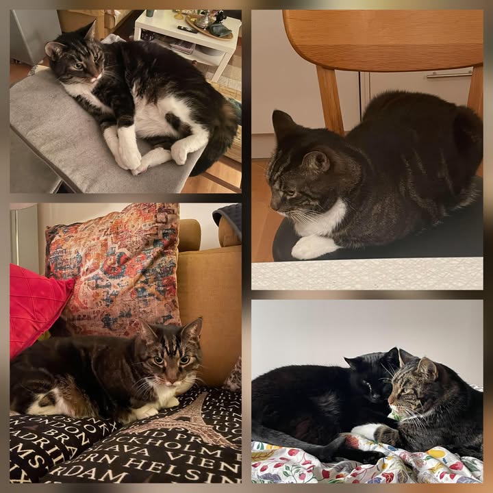 Cat HomeCare