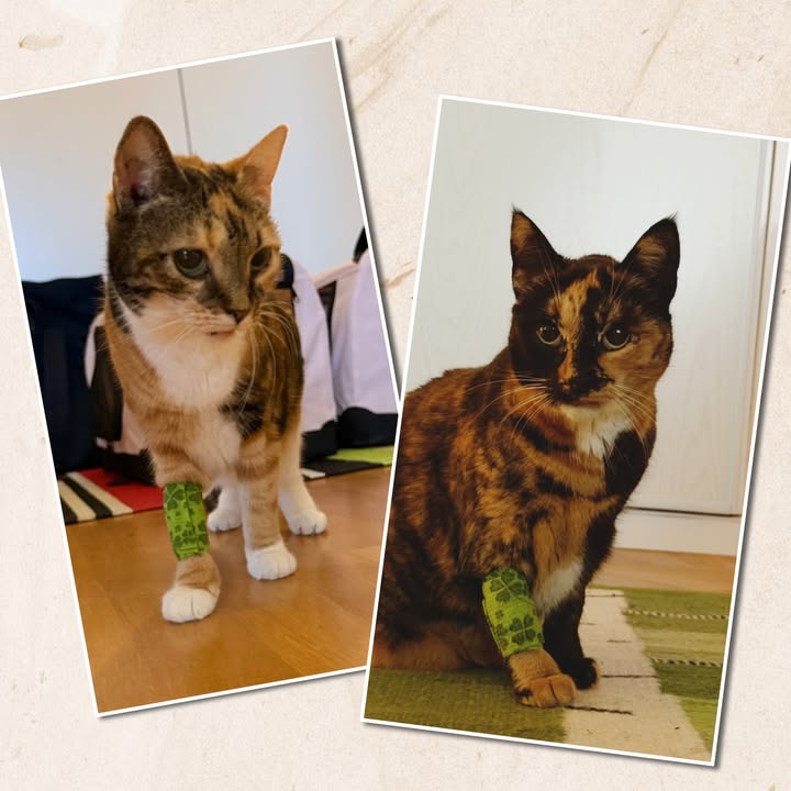 Cat HomeCare