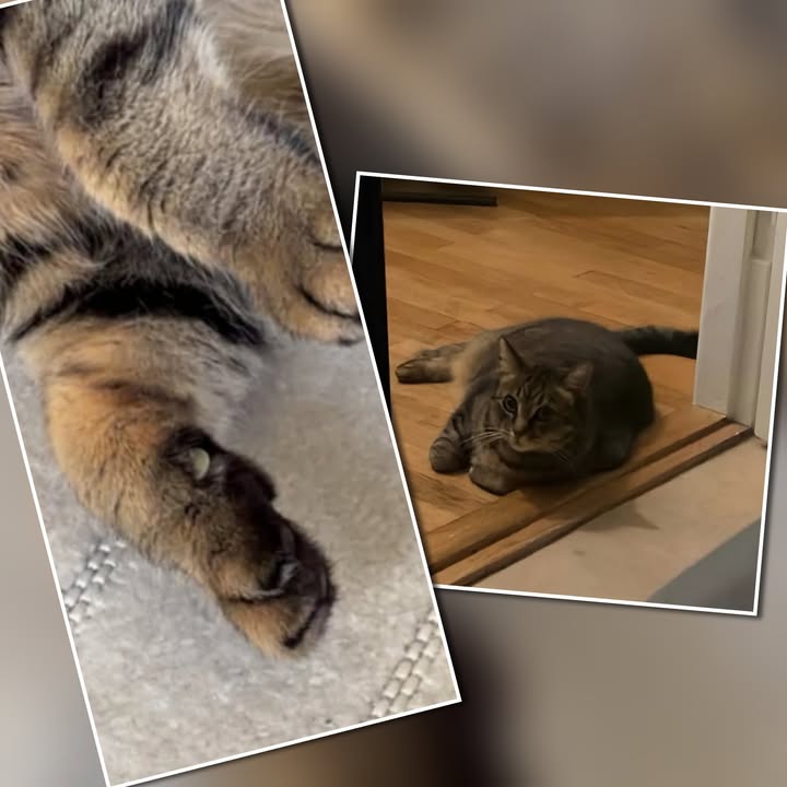 Cat HomeCare