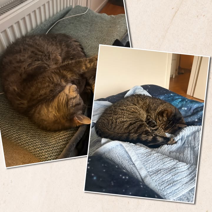 Cat HomeCare