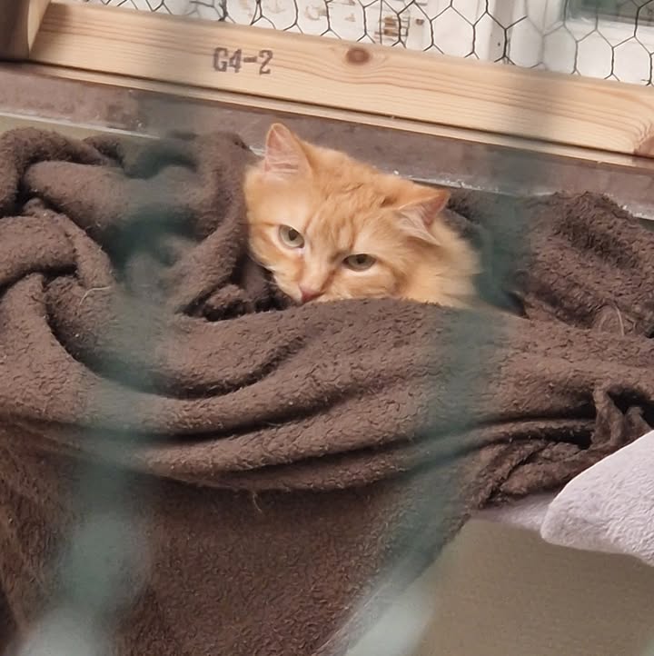 Cat HomeCare